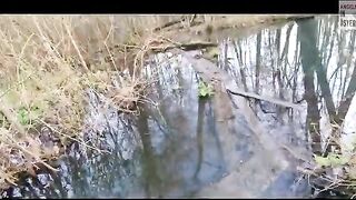 За ручьевым гольцом на лесной водоем в Австрии