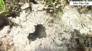 Рыбалка у Соломоновых островов: глубокая точка по дороге к острову