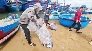 Рыбацкое утро в Туихоа: лодки возвращаются с уловом