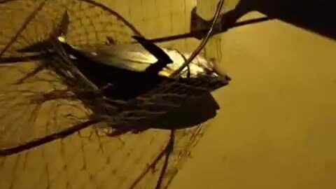 Тунец у Виллемстада на Кюрасао: ночная рыбалка с танкера и подъем рыбы на палубу