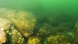 Плохая видимость под водой и треска на креветку у Янтарного