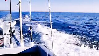 Плохая видимость под водой и треска на креветку у Янтарного