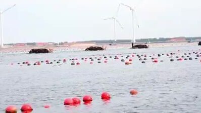 Морская ферма и морепродукты Вэйхая: знакомство с промыслом на побережье Китая