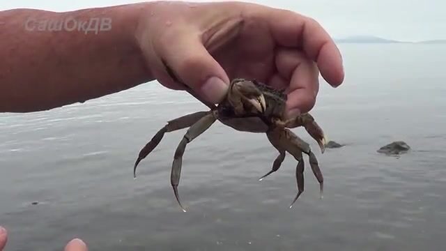 Крабы среди камней у Славянки: прогулка по мелководью
