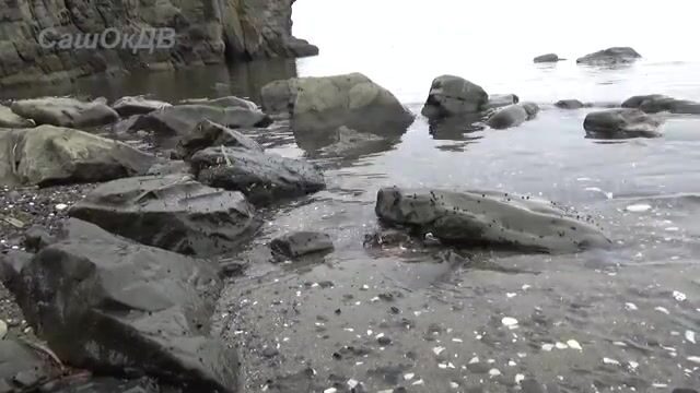 Крабы среди камней у Славянки: прогулка по мелководью