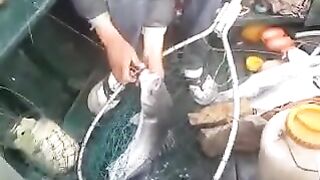 Морская рыбалка на сибаса у Эль-Джадиды в Марокко: поклевка и рыба в подсаке