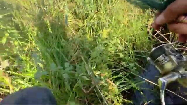 Щука среди высокой травы: спиннинговая рыбалка на грузинском водоеме