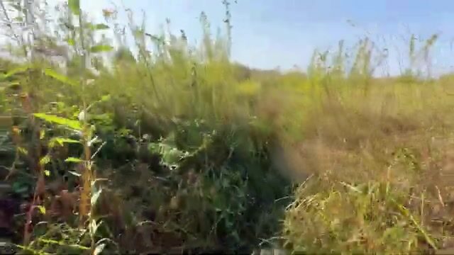 Щука среди высокой травы: спиннинговая рыбалка на грузинском водоеме