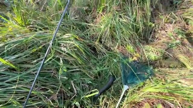 Щука среди высокой травы: спиннинговая рыбалка на грузинском водоеме