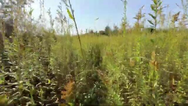 Щука среди высокой травы: спиннинговая рыбалка на грузинском водоеме