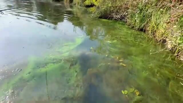 Щука среди высокой травы: спиннинговая рыбалка на грузинском водоеме