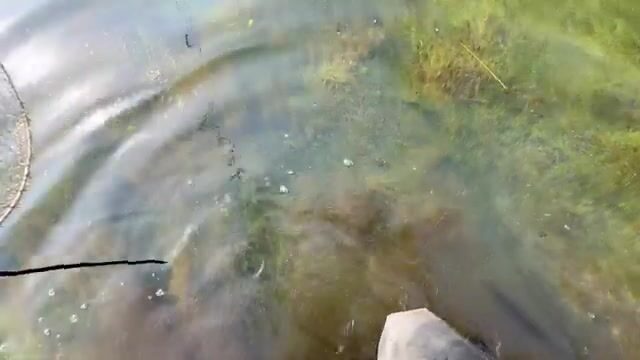 Щука среди высокой травы: спиннинговая рыбалка на грузинском водоеме