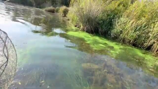 Щука среди высокой травы: спиннинговая рыбалка на грузинском водоеме