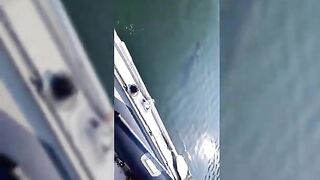 Крупная озерная форель в Румынии: вываживание у борта лодки