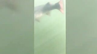 Крупная озерная форель в Румынии: вываживание у борта лодки