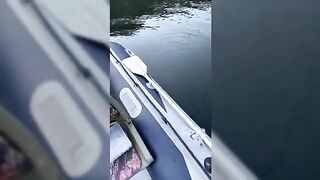 Крупная озерная форель в Румынии: вываживание у борта лодки