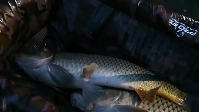 Delta Carp Challenge 2026 в Румынии: карповые команды, сложные условия и награждение победителей