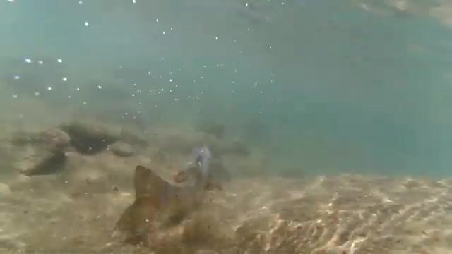 Рыбалка на румынских водоемах: дорога, забросы и возвращение рыбы в воду
