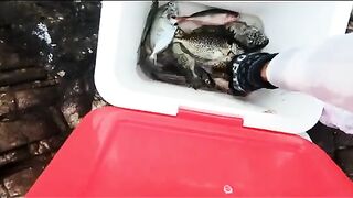 Возвращение на родные скалы Нёнли: двенадцать рыб у Куинёна
