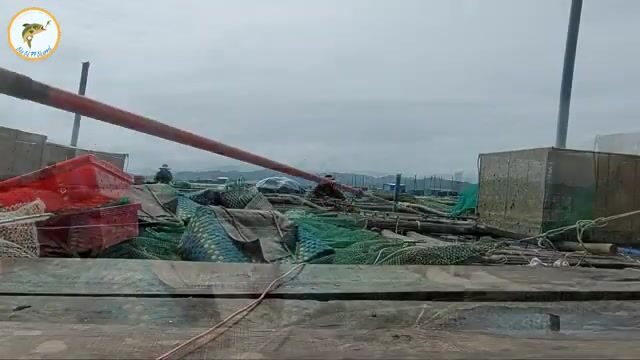 Рыбалка на сигана с морского плота во Вьетнаме: рисовая наживка с креветкой и частые поклевки