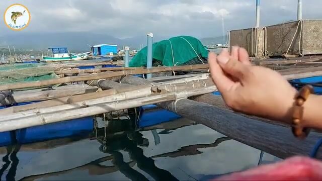 Рыбалка на сигана с морского плота во Вьетнаме: рисовая наживка с креветкой и частые поклевки