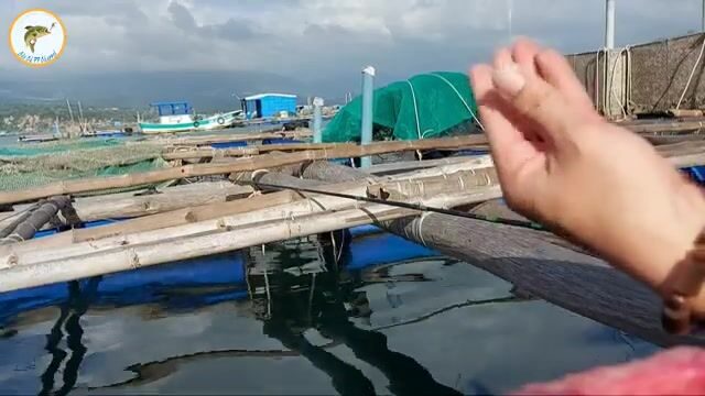 Рыбалка на сигана с морского плота во Вьетнаме: рисовая наживка с креветкой и частые поклевки