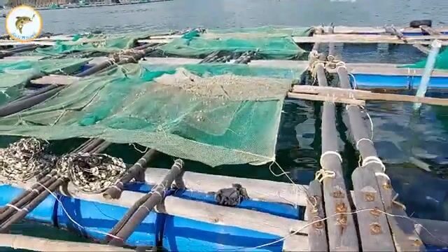 Рыбалка на сигана с морского плота во Вьетнаме: рисовая наживка с креветкой и частые поклевки