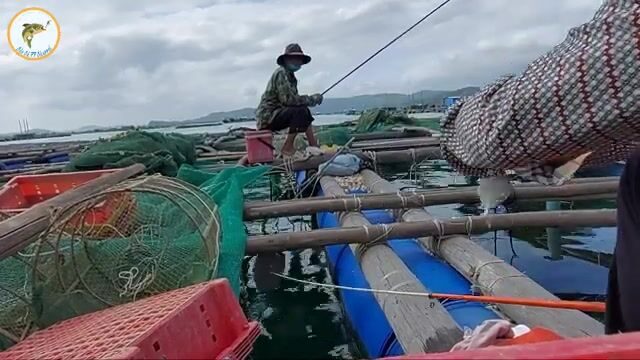 Рыбалка на сигана с морского плота во Вьетнаме: рисовая наживка с креветкой и частые поклевки