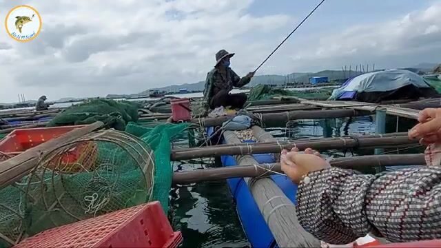 Рыбалка на сигана с морского плота во Вьетнаме: рисовая наживка с креветкой и частые поклевки