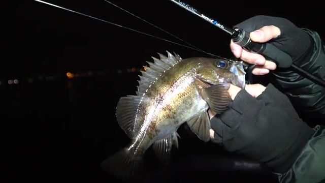Спиннинги Tict на выставке в Осаке и береговая рыбалка на морского окуня в Японии