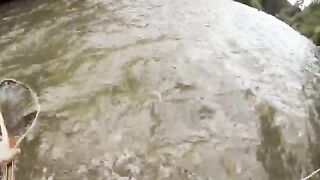 Хариус под ветвями на мелкой реке в Сучаве