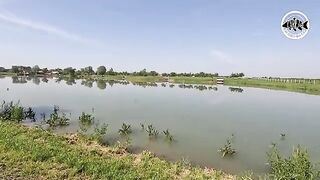 Зеркальный карп почти у самого берега озера Басиана в Сербии