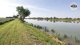 Зеркальный карп почти у самого берега озера Басиана в Сербии