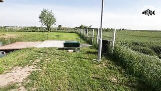 Зеркальный карп почти у самого берега озера Басиана в Сербии