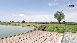 Зеркальный карп почти у самого берега озера Басиана в Сербии
