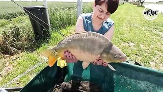 Зеркальный карп почти у самого берега озера Басиана в Сербии