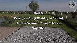 Зеркальный карп почти у самого берега озера Басиана в Сербии