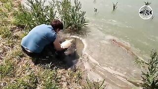 Зеркальный карп почти у самого берега озера Басиана в Сербии