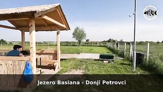 Зеркальный карп почти у самого берега озера Басиана в Сербии
