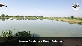 Зеркальный карп почти у самого берега озера Басиана в Сербии