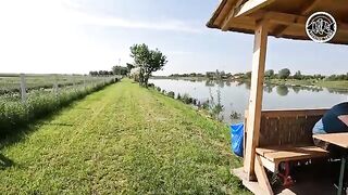 Зеркальный карп почти у самого берега озера Басиана в Сербии