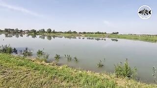 Зеркальный карп почти у самого берега озера Басиана в Сербии