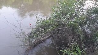 На сома после запрета: две оснастки на берегу реки Муреш