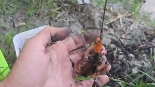 На сома после запрета: две оснастки на берегу реки Муреш