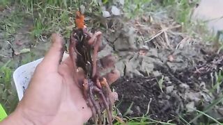 На сома после запрета: две оснастки на берегу реки Муреш