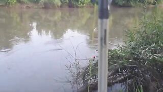 На сома после запрета: две оснастки на берегу реки Муреш