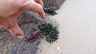Отлив в Хочаме: ищем крабов среди камней и на песке