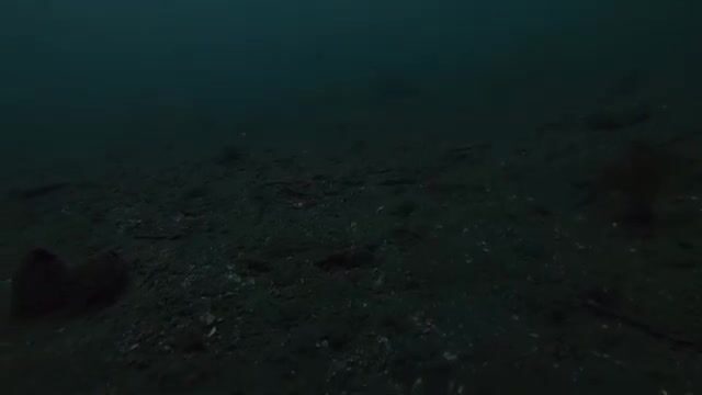 Навага в проливе Босфор Восточный у Владивостока: подводная камера и результат трехчасовой рыбалки