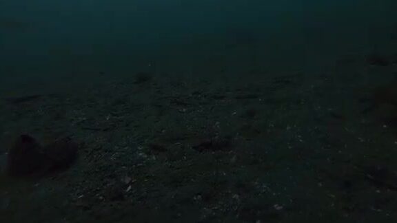 Навага в проливе Босфор Восточный у Владивостока: подводная камера и результат трехчасовой рыбалки