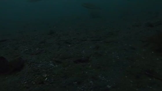 Навага в проливе Босфор Восточный у Владивостока: подводная камера и результат трехчасовой рыбалки